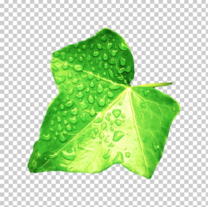 Plant Leaf Rain Duckweeds PNG, Clipart, Aquatic Plants, Drop, Duckweeds, Food Drinks, Garden Free PNG Download