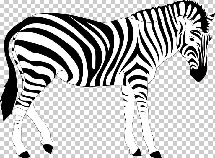 Zebra PNG, Clipart, Animal Figure, Animals, Big Cats, Black, Black And White Free PNG Download