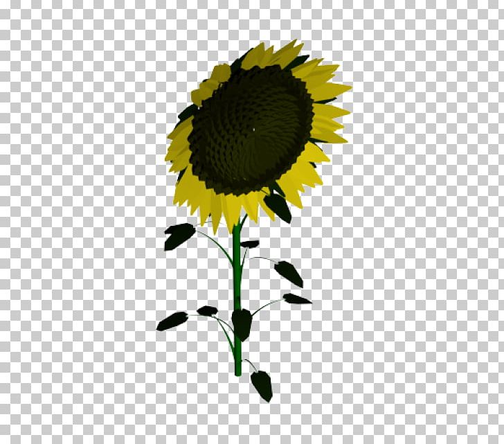 Common Sunflower Sunflower Seed Sunflowers PNG, Clipart, Common Sunflower, Daisy Family, Flower, Flowering Plant, Others Free PNG Download