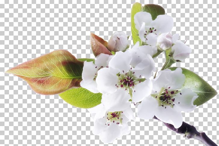 Flower Stock Photography Blog PNG, Clipart, Alamy, Blog, Blossom, Branch, Cherry Blossom Free PNG Download