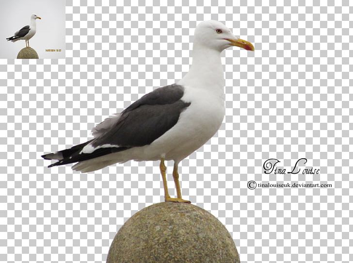 Great Black-backed Gull Gulls European Herring Gull PNG, Clipart, Art, Beak, Bird, Charadriiformes, Deviantart Free PNG Download