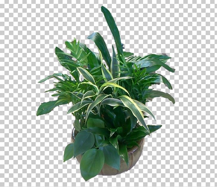 Leaf Flowerpot Houseplant Herb Plant Stem PNG, Clipart, Evergreen, Flowerpot, Herb, Houseplant, Leaf Free PNG Download