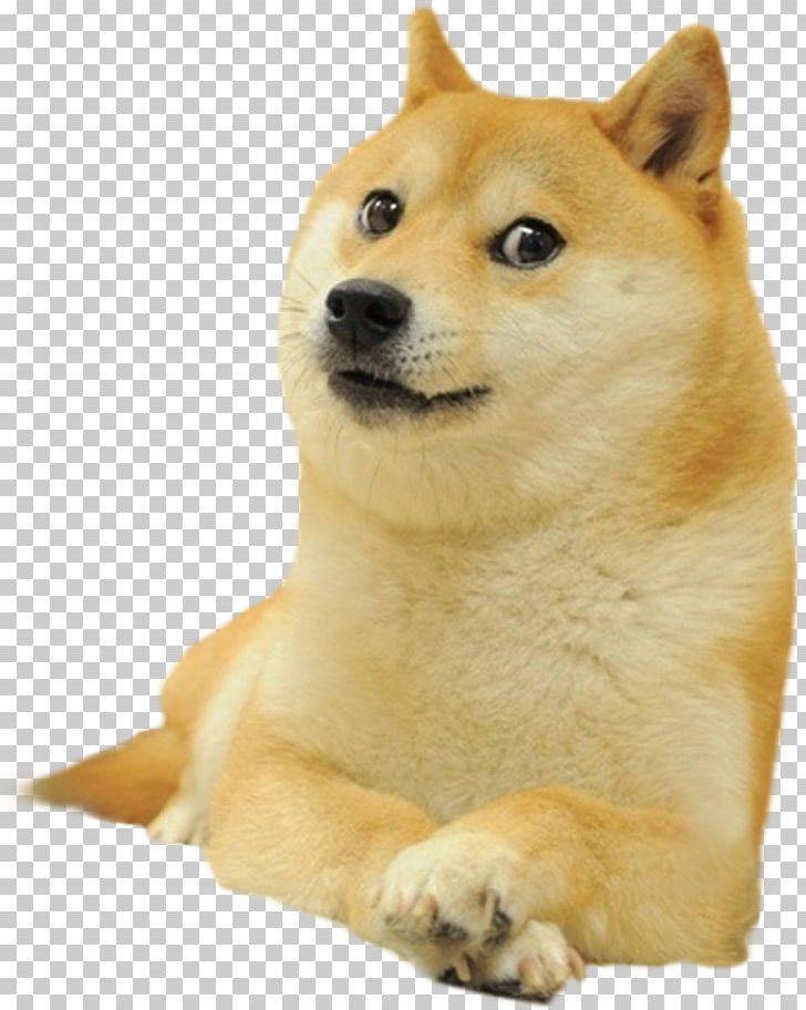 Shiba Inu Dogecoin Doge Run PNG, Clipart, Carnivoran, Companion Dog, Desktop Wallpaper, Dog Breed, Dog Breed Group Free PNG Download