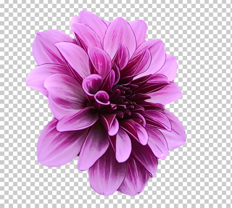 Dahlia Zinnia Chrysanthemum Annual Plant Cut Flowers PNG, Clipart, Annual Plant, Chrysanthemum, Cut Flowers, Dahlia, Esprit Holdings Free PNG Download