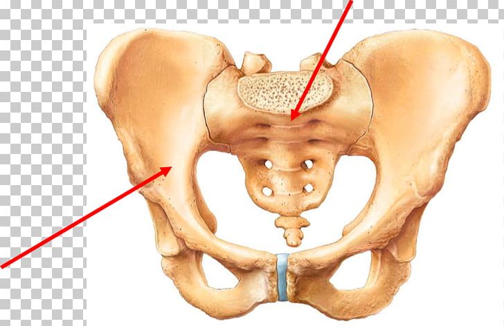 Pelvis Hip Bone Human Body Human Skeleton PNG, Clipart, Abdomen, Anatomy, Bone, Diagram, Ear Free PNG Download