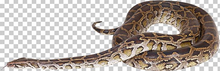 Rattlesnake Reptile Vipers Rendering PNG, Clipart, Animal Figure, Animals, Animation, Cari, Clipping Path Free PNG Download
