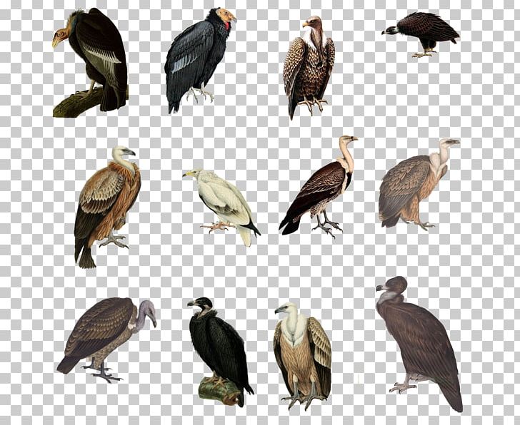 Vulture Bird Eagle PNG, Clipart, Accipitriformes, Animals, Beak, Bird, Bird Of Prey Free PNG Download