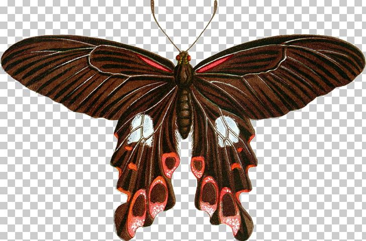 Butterfly Luehdorfia Japonica Insect Luehdorfia Chinensis Allancastria Cerisyi PNG, Clipart, Arthropod, Butterflies And Moths, Butterfly, Insect, Insects Free PNG Download