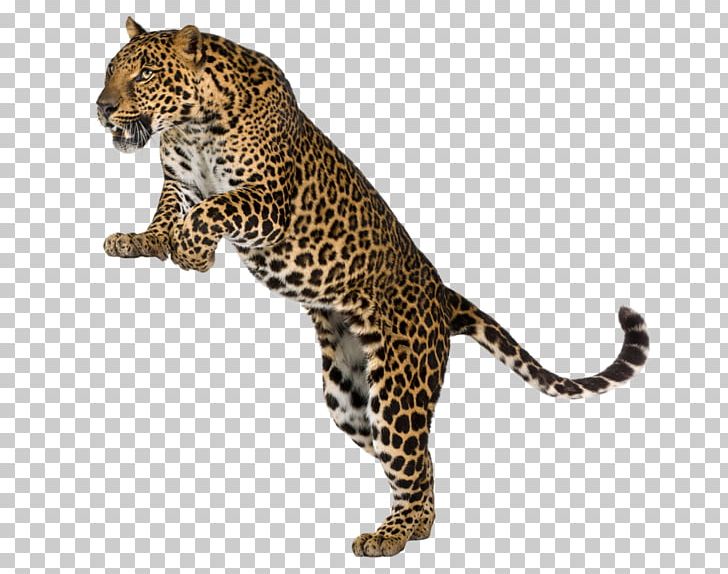 Cheetah Amur Leopard Felidae Tiger Stock Photography PNG, Clipart, Animal, Animal Print, Animals, Bathroom, Bedroom Free PNG Download