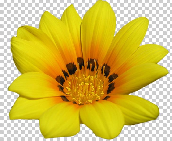 Desktop Flower High-definition Television 1080p Green PNG, Clipart, 1080p, Annual Plant, Chrysanths, Common Daisy, Computer Free PNG Download