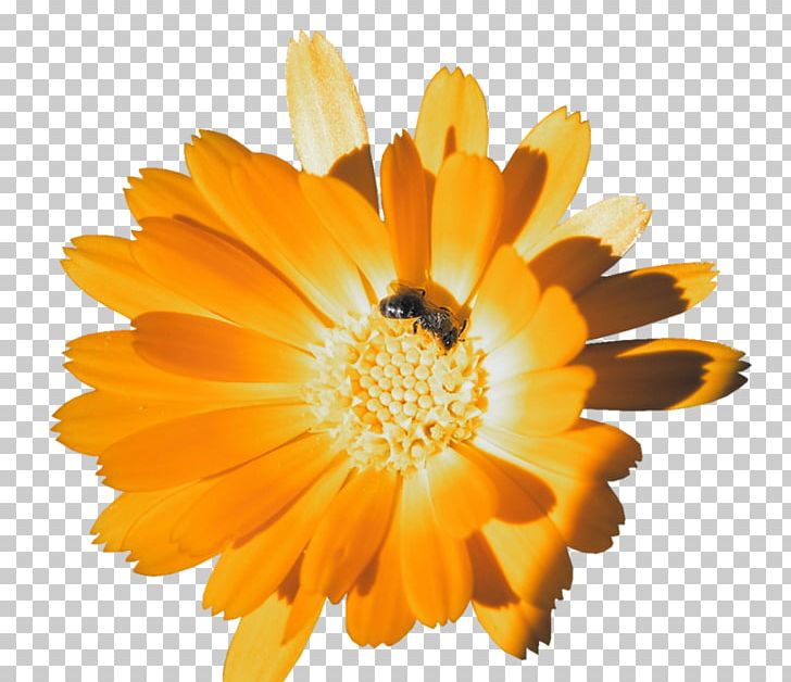 Orange Calendula Officinalis Flower PNG, Clipart, Annual Plant, Art, Calendula, Closeup, Color Free PNG Download