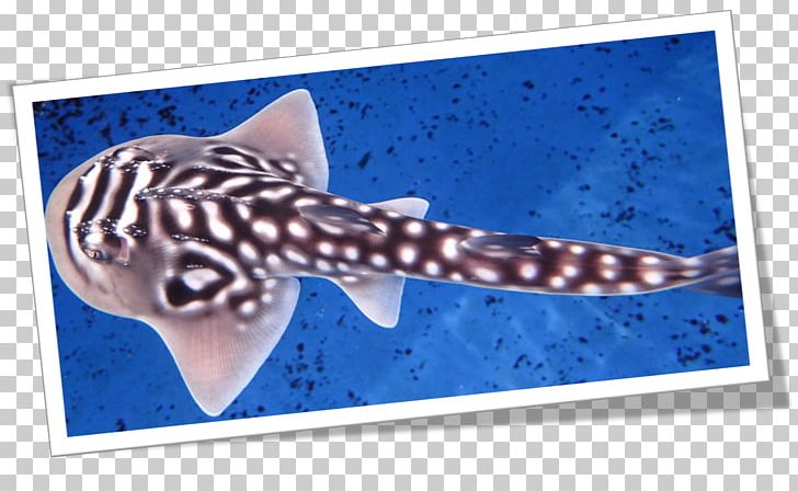 Sharks & Rays Bowmouth Guitarfish Batoidea Chondrichthyes PNG, Clipart, Amp, Animals, Aquarium, Baby, Baby Shark Free PNG Download