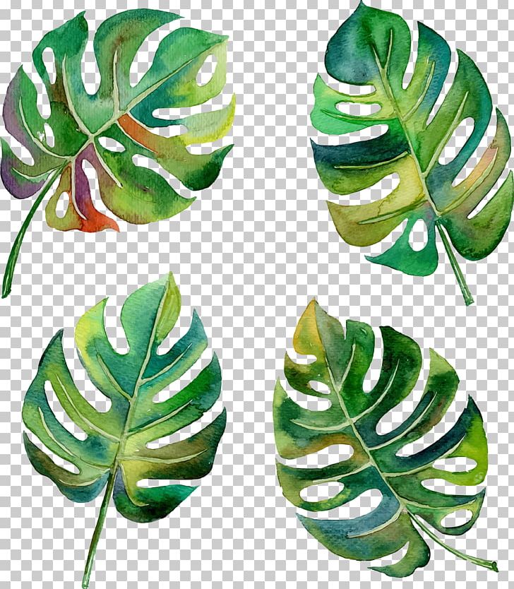 Swiss Cheese Plant Leaf Tropics Philodendron PNG, Clipart, Autumn Leaf , Banana, Banana Leaves, Euclidean Vector, Fall Leaves Free PNG Download
