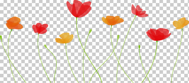 Flower Plant Petal Coquelicot Tulip PNG, Clipart, Bud, Coquelicot, Corn Poppy, Flower, Paint Free PNG Download
