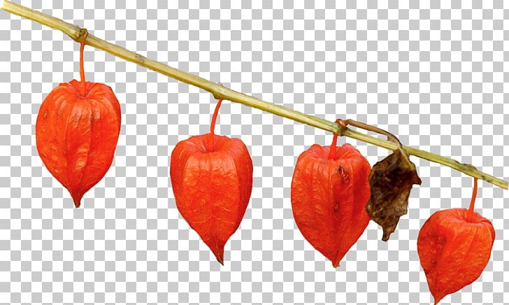 Peruvian Groundcherry PhotoScape PNG, Clipart, Auglis, Autumn Leaves, Bell Peppers And Chili Peppers, Berry, Chili Pepper Free PNG Download