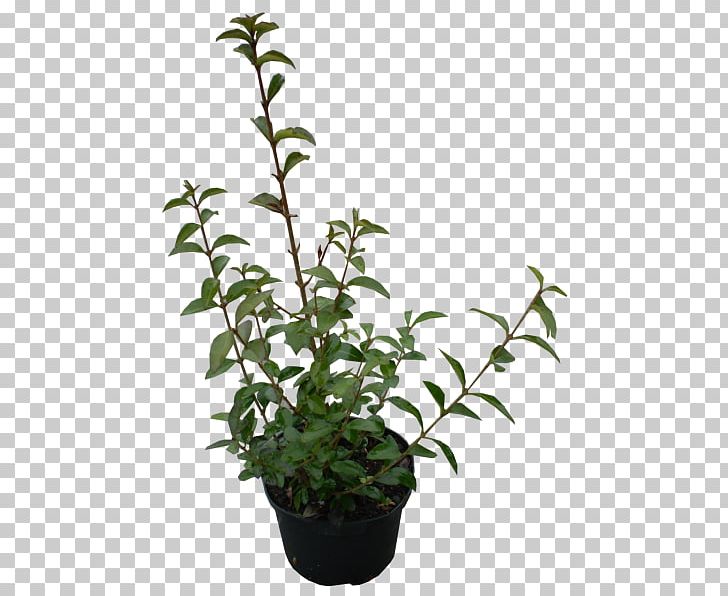 Shrub Plant Ligustrum Ovalifolium Evergreen Garden PNG, Clipart, Branch, Bulb, Evergreen, Flowering Plant, Flowerpot Free PNG Download