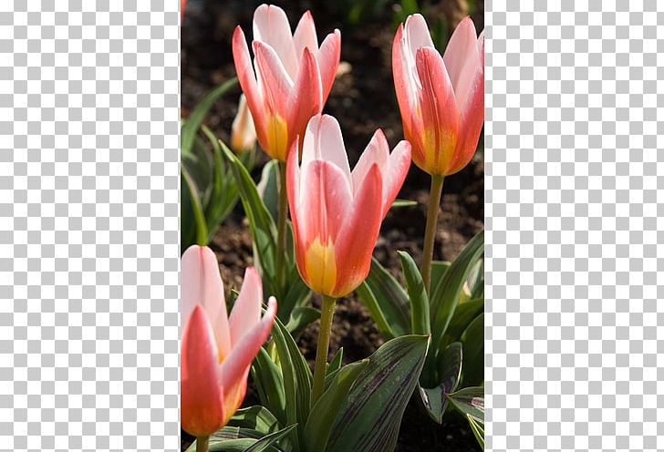 Tulipa Greigii Bulb Hyacinth Vase Amaryllis PNG, Clipart, Amaryllis, Bulb, Canna Lily, Com, Decorative Arts Free PNG Download