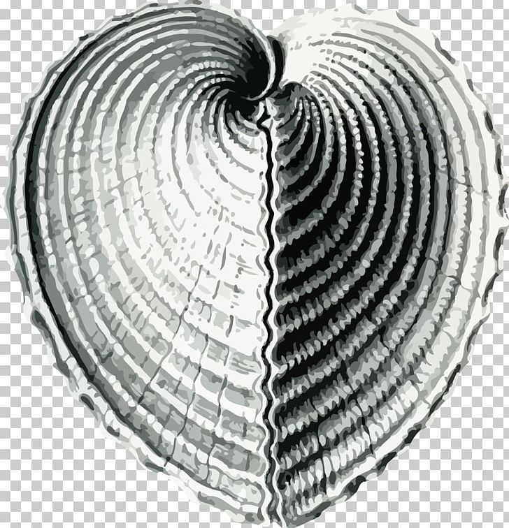 Cockle Bivalvia Seashell PNG, Clipart, Animals, Bivalvia, Black And White, Cerastoderma Edule, Circle Free PNG Download