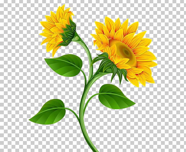 Common Sunflower PNG, Clipart, Calendula, Clip Art, Common Sunflower, Cut Flowers, Daisy Family Free PNG Download