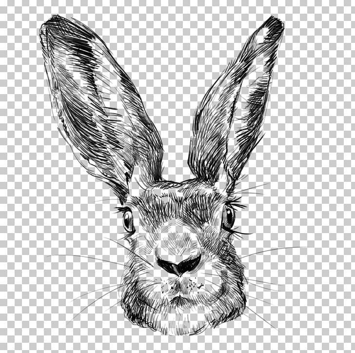 European Rabbit Leporids PNG, Clipart, Avatars, Black And White, Creative Market, Designer, Drawing Free PNG Download