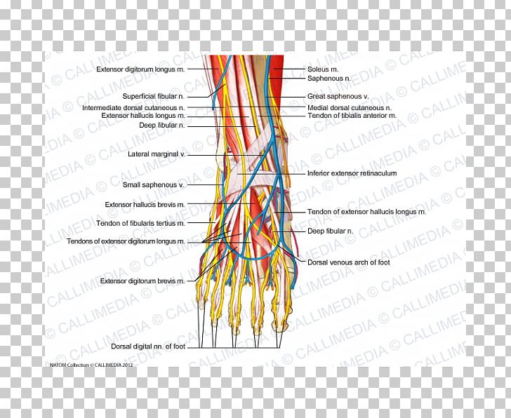 Foot Intermediate Dorsal Cutaneous Nerve Human Anatomy PNG, Clipart, Anatomy, Angle, Ankle, Area, Blood Vessel Free PNG Download