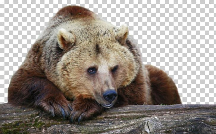 Grizzly Bear Cougar Animal Desktop PNG, Clipart, 1080p, Alaska Peninsula Brown Bear, Animal, Animals, Bear Free PNG Download