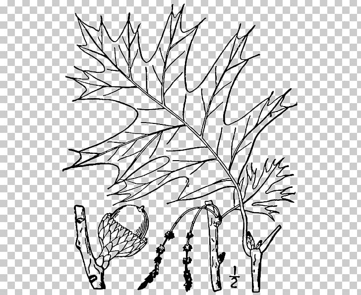 Quercus Velutina Friendship Oak Twig Swamp Spanish Oak Tree PNG, Clipart, Black And White, Branch, Deciduous, Drawing, Fagaceae Free PNG Download