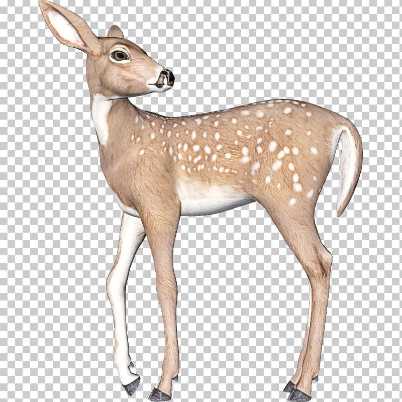 Deer Wildlife Antelope White-tailed Deer Fawn PNG, Clipart, Antelope, Deer, Fawn, Roe Deer, Snout Free PNG Download
