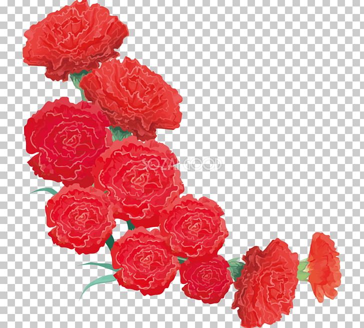 Carnation Garden Roses Cut Flowers PNG, Clipart,  Free PNG Download