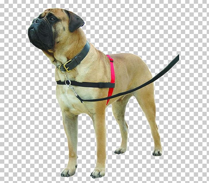 Dog Harness Dog Collar Dog Training Horse Harnesses PNG, Clipart, Animals, Bullmastiff, Carnivoran, Dog, Dog Agility Free PNG Download