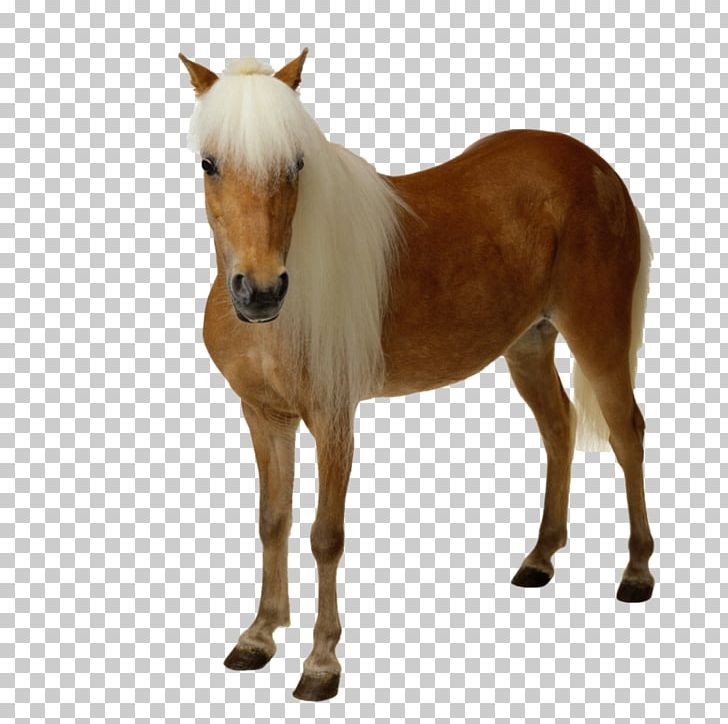 Horse Computer Icons PNG, Clipart, Animal Figure, Animals, Cheval, Colt, Computer Icons Free PNG Download