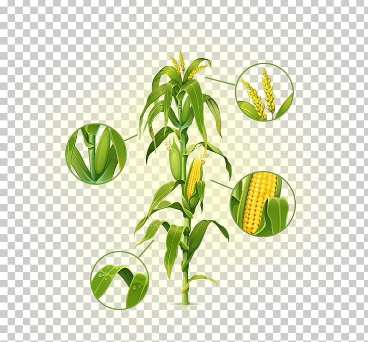 Maize Stock Photography PNG, Clipart, Art, Corn, Depositphotos, Drawing, Field Corn Free PNG Download