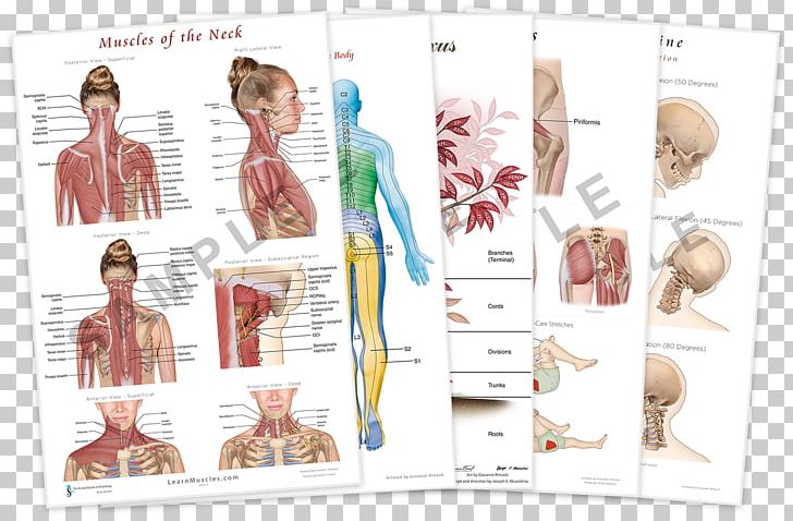 Muscles Of The Neck The Endless Web: Fascial Anatomy And Physical Reality Muscles Of The Neck PNG, Clipart, Anatomy, Fascia, Graphic Design, Human, Human Back Free PNG Download