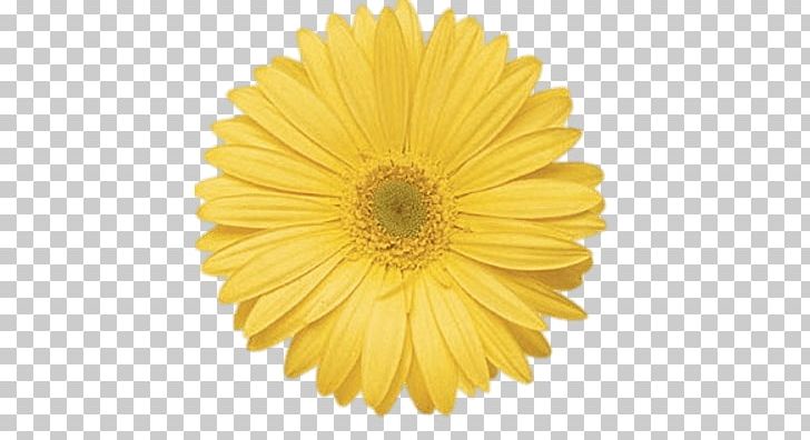 Transvaal Daisy Flower Common Daisy Yellow Stock Photography PNG, Clipart, Calendula Officinalis, Chrysanths, Color, Common Daisy, Cut Flowers Free PNG Download