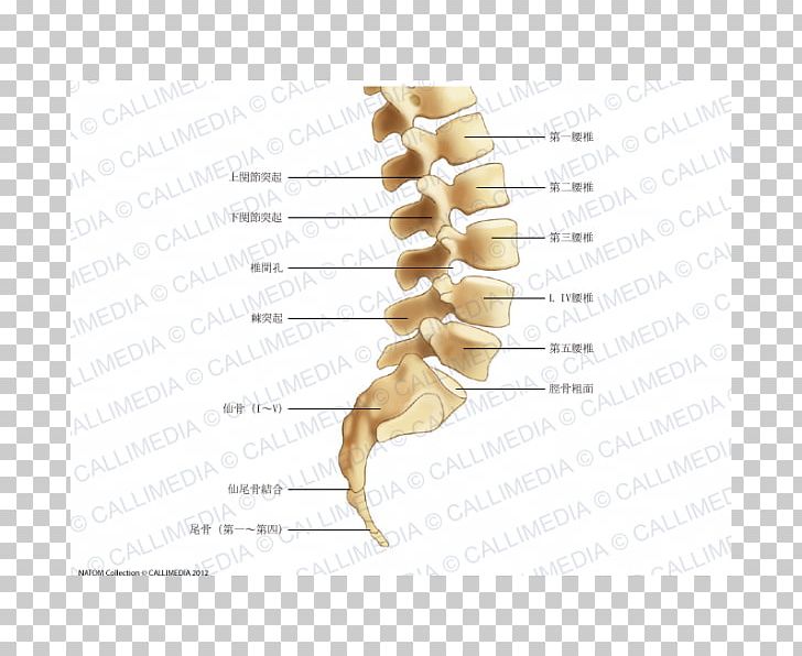 Bone Lumbar Vertebrae Vertebral Column Lumbar Plexus PNG, Clipart, Anatomy, Axial Skeleton, Bone, Cervical Vertebrae, Finger Free PNG Download