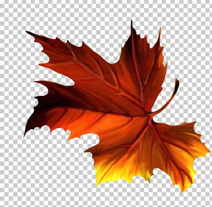 Maple Leaf PNG, Clipart, Albina, Animaux, Autumn, Bisou, Fleur Free PNG Download