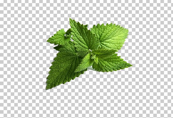 Mentha Spicata Peppermint Wild Mint Water Mint PNG, Clipart, Curry Tree, Herb, Herbalism, Leaf, Lemon Balm Free PNG Download