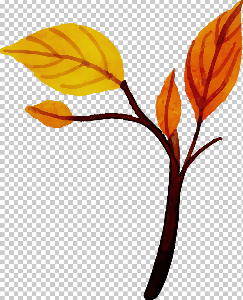 Plant Stem Petal Leaf Cut Flowers Flora PNG, Clipart, Autumn Leaf, Biology, Colorful Leaf, Cut Flowers, Flora Free PNG Download