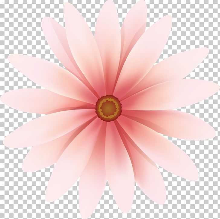 Flower Daisy Family Transvaal Daisy Common Daisy Dahlia PNG, Clipart, Barometer, Chrysanthemum, Chrysanths, Closeup, Common Daisy Free PNG Download