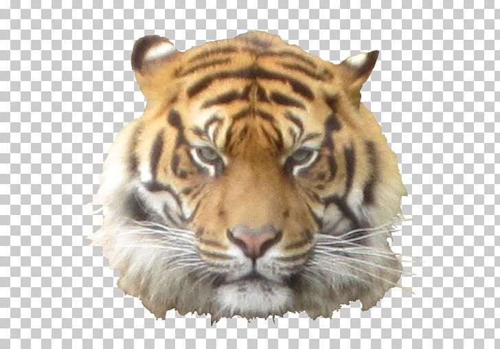 White Tiger PNG, Clipart,  Free PNG Download