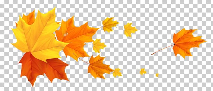 Color Banner Autumn Leaf PNG, Clipart, Autumn, Autumn Leaf, Autumn Leaf Color, Autumn Leaves, Banner Free PNG Download