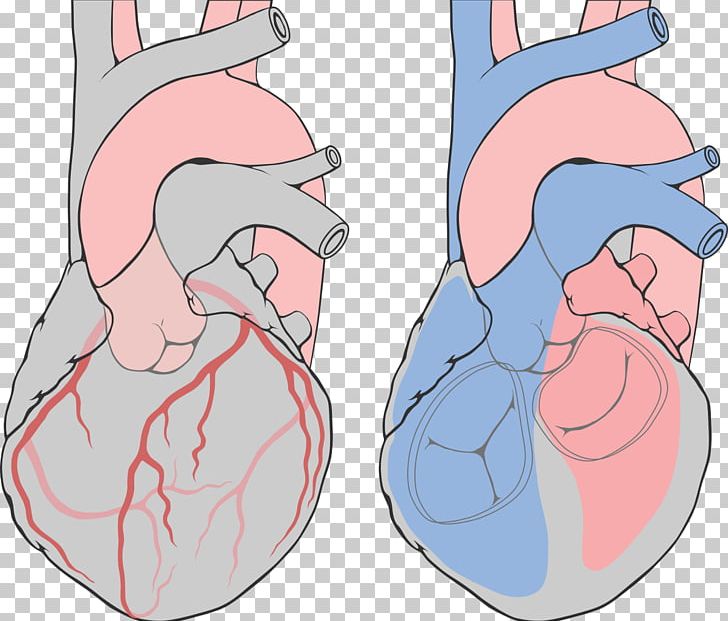 Coronary Arteries Left Coronary Artery Heart Coronary Catheterization PNG, Clipart, Abdomen, Aorta, Arm, Coronariografia, Coronary Arteries Free PNG Download