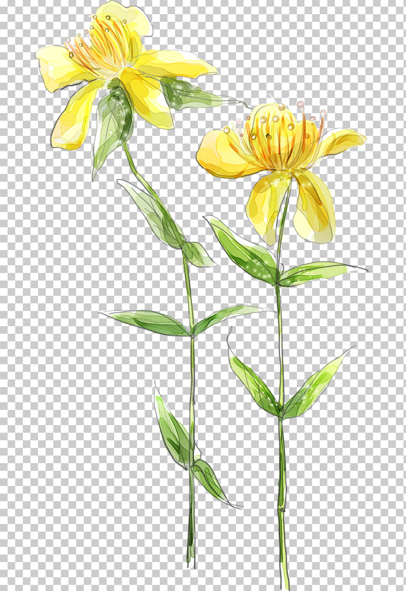 Flower Plant Yellow Petal Plant Stem PNG, Clipart, Cut Flowers, Drawing Flower, Floral Drawing, Flower, Herbaceous Plant Free PNG Download