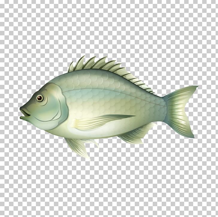 Fishing Illustration PNG, Clipart, Animals, Aquarium Fish, Atlantic Salmon, Bony Fish, Carp Free PNG Download