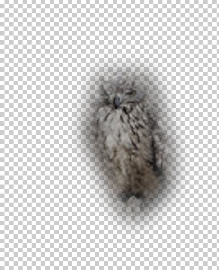 Fur White Animal PNG, Clipart, Animal, Black And White, Charles Lutwidge Dodgson, Fur, Monochrome Free PNG Download