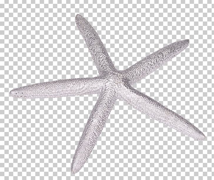 Starfish Echinoderm PNG, Clipart, Animals, Echinoderm, Invertebrate, Marine Invertebrates, Organism Free PNG Download