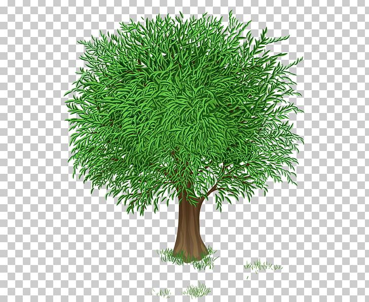 Tree Graphics Portable Network Graphics PNG, Clipart, Art, Branch, Computer Icons, Download, Evergreen Free PNG Download
