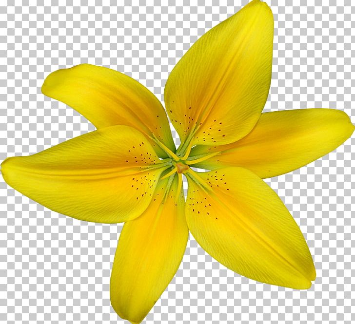 Daffodil Desktop Drawing PNG, Clipart, Daffodil, Desktop Wallpaper, Document, Drawing, Flower Free PNG Download