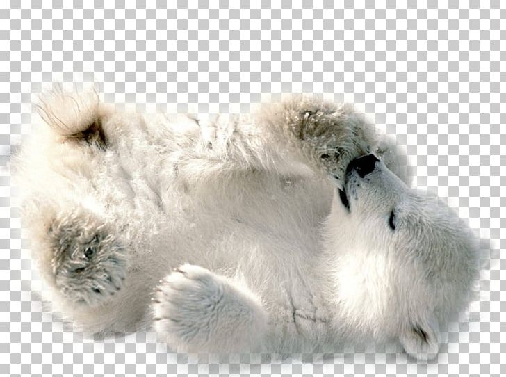 Polar Bear PNG, Clipart, Polar Bear Free PNG Download