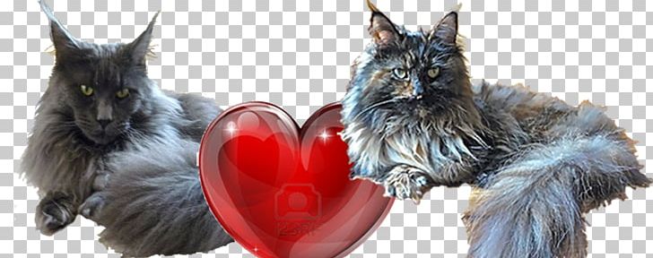 Scottish Terrier Cairn Terrier Maine Coon Dog Breed Whiskers PNG, Clipart, Breed, Cairn Terrier, Carnivoran, Cat, Danette Free PNG Download